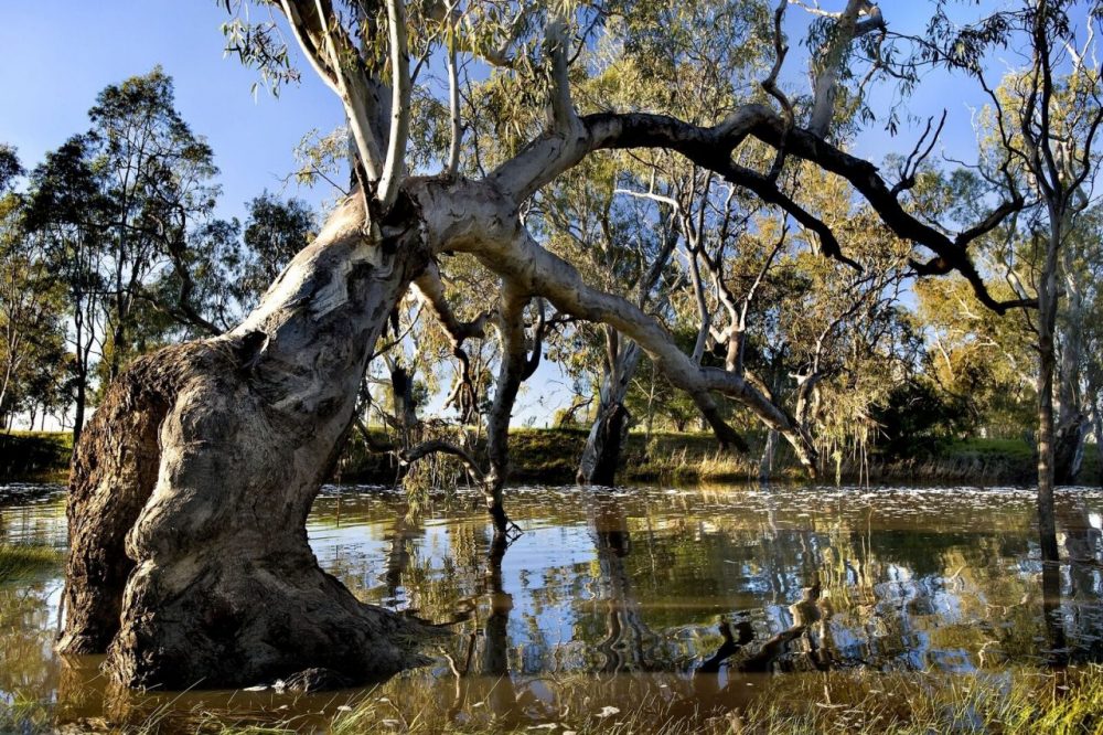 Wimmera River Horsham