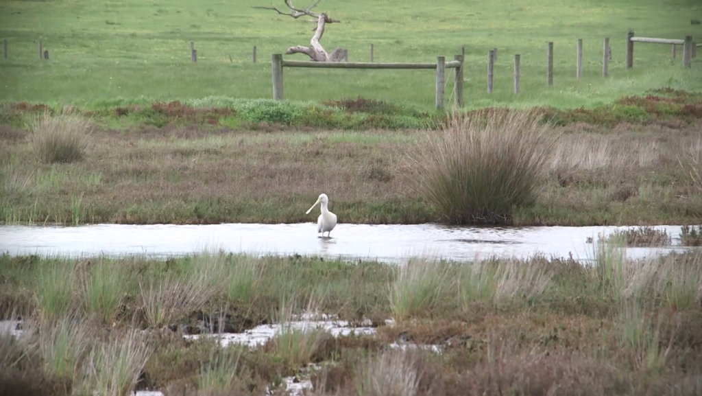 Restored coastal wetland on the banks of Lake Connewarre