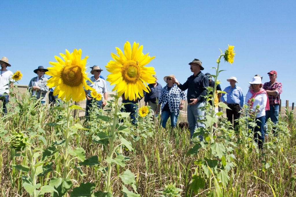 Investigating the results of a green manure trial