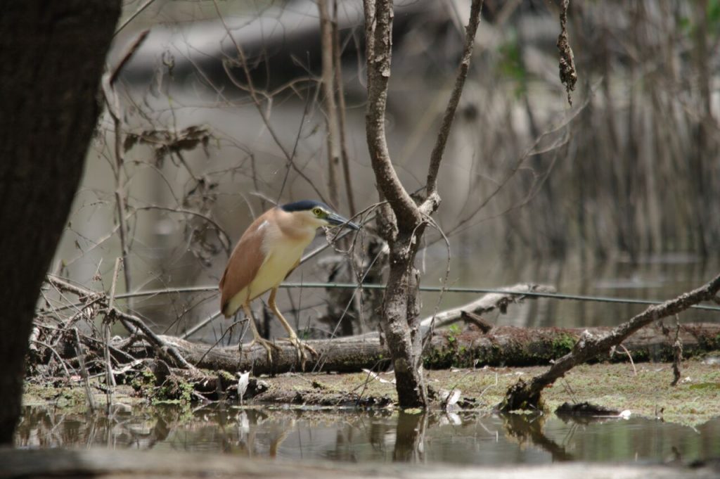 Rufous Night-Heron, Barmah