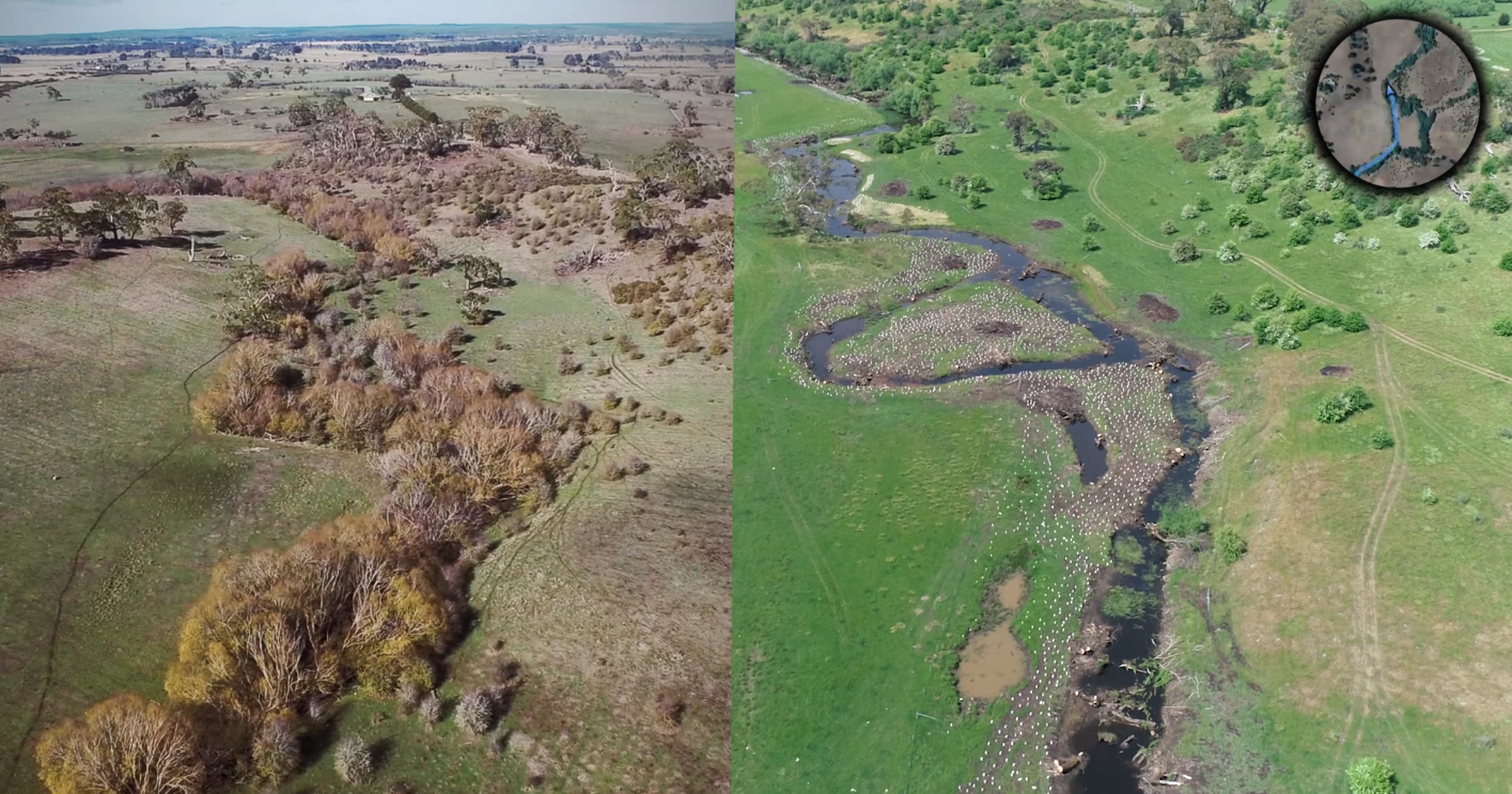 Campaspe River willow removal, fencing and revegetation, Carlsruhe (2016/2019), image North Central CMA.